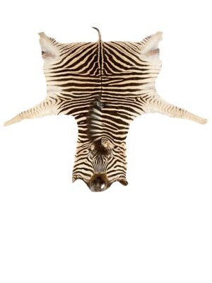 Gomez Raw Zebra Hide