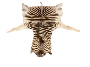 Gomez Raw Zebra Hide