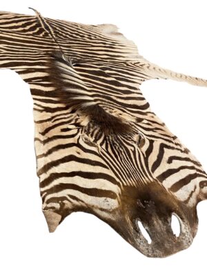 Gomez Raw Zebra Hide