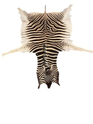 Gomez Raw Zebra Hide