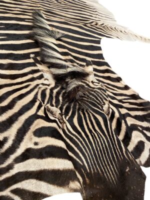 Gomez Raw Zebra Hide