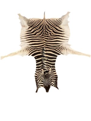 Gomez Raw Zebra Hide